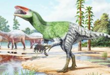 This is a computer-generated image of a dinosaur eating small mammals at a watering hole. Invictibellatrix amberina is thought to have lived in the Early Cretaceous period about 120 million years ago. SERGEY KRASOVSKIY AND PEDRO SALAS