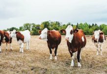 First human case of Shamonda cattle virus detected in France Shamonda virus mostly affects livestock, in whom it can cause fever, diarrhea and poor milk production. GETTY IMAGES