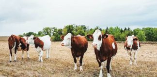 Shamonda virus mostly affects livestock, in whom it can cause fever, diarrhea and poor milk production. GETTY IMAGES