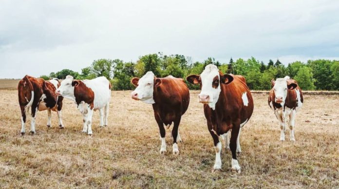France Shamonda virus mostly affects livestock, in whom it can cause fever, diarrhea and poor milk production. GETTY IMAGES