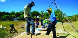 NFA targets procurement of 500K MT of palay for ongoing harvest season The Department of Agriculture has earlier directed the National Food Authority to raise its minimum buying price for palay beginning the harvest season in September. PHOTO BY JESSICA BARTOLOME/GMA NEWS