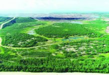 South Panian, a former mine site, has now become a developing biodiversity hub, with more than 401,260 surviving trees and an expanding population of birds and other wildlife.
