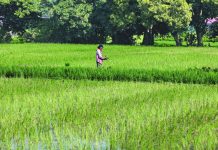 PH seeks $57.4M in fresh investments in agri sector A farmer prepares palay seedlings at a rainfed crop field in Pulilan, Bulacan, on October 3, 2026. Non-irrigated agricultural lands like this remain highly vulnerable to the worsening impacts of a strong El Niño. INQUIRER PHOTO / GRIG C. MONTEGRANDE