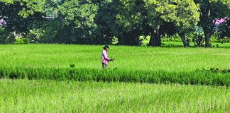 PH seeks $57.4M in fresh investments in agri sector A farmer prepares palay seedlings at a rainfed crop field in Pulilan, Bulacan, on October 3, 2026. Non-irrigated agricultural lands like this remain highly vulnerable to the worsening impacts of a strong El Niño. INQUIRER PHOTO / GRIG C. MONTEGRANDE