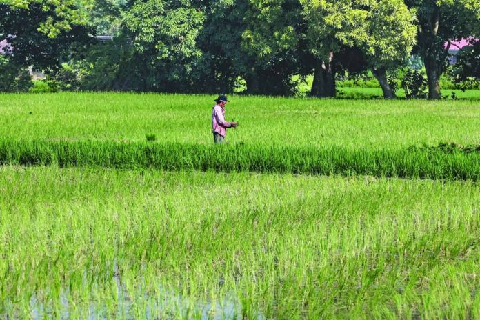 A farmer prepares palay seedlings at a rainfed crop field in Pulilan, Bulacan, on October 3, 2026. Non-irrigated agricultural lands like this remain highly vulnerable to the worsening impacts of a strong El Niño. INQUIRER PHOTO / GRIG C. MONTEGRANDE