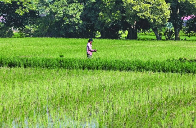 A farmer prepares palay seedlings at a rainfed crop field in Pulilan, Bulacan, on October 3, 2026. Non-irrigated agricultural lands like this remain highly vulnerable to the worsening impacts of a strong El Niño. INQUIRER PHOTO / GRIG C. MONTEGRANDE