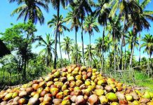 Philippines eyes coconut exportation to UAE The Philippine Council for Agriculture and Fisheries says of the 37 coconut manufacturers in the country contacted, nine were identified as export-ready. PHOTO COURTESY OF DEPARTMENT OF TRADE AND INDUSTRY
