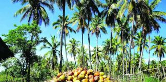 Philippines eyes coconut exportation to UAE The Philippine Council for Agriculture and Fisheries says of the 37 coconut manufacturers in the country contacted, nine were identified as export-ready. PHOTO COURTESY OF DEPARTMENT OF TRADE AND INDUSTRY
