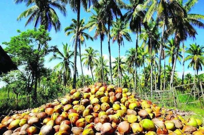 coconut_exportation_compressed_resized The Philippine Council for Agriculture and Fisheries says of the 37 coconut manufacturers in the country contacted, nine were identified as export-ready. PHOTO COURTESY OF DEPARTMENT OF TRADE AND INDUSTRY