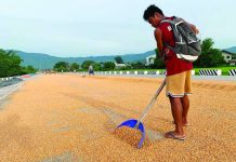 A corn farmer in Bayombong, Nueva Vizcaya dries harvested corn under the sun along an unfinished bypass road. Corn is a major ingredient in animal feed for hogs and poultry. FILE PHOTO BY MELVIN GASCON/GMA NEWS
