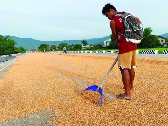 A corn farmer in Bayombong, Nueva Vizcaya dries harvested corn under the sun along an unfinished bypass road. Corn is a major ingredient in animal feed for hogs and poultry. FILE PHOTO BY MELVIN GASCON/GMA NEWS