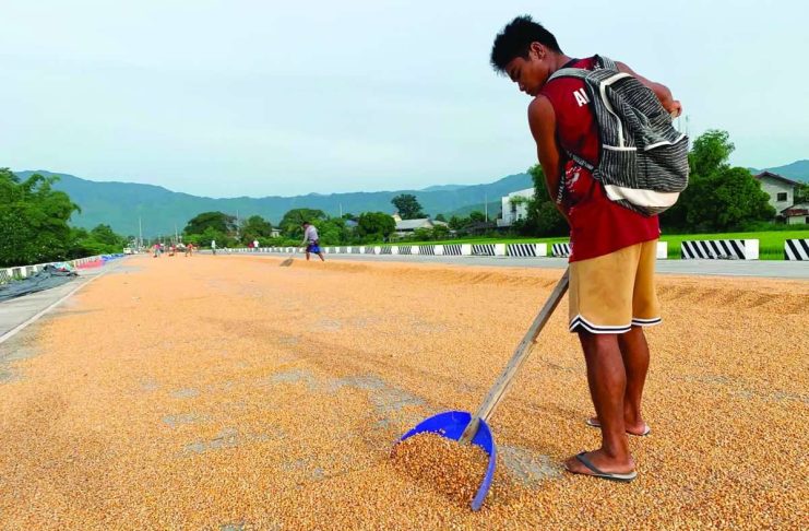 A corn farmer in Bayombong, Nueva Vizcaya dries harvested corn under the sun along an unfinished bypass road. Corn is a major ingredient in animal feed for hogs and poultry. FILE PHOTO BY MELVIN GASCON/GMA NEWS