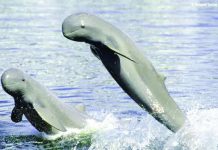 The Bureau of Fisheries and Aquatic Resources highlights the precarious state of the critically endangered Irrawaddy dolphins in the Iloilo-Guimaras Strait during the launch of Fish Conservation Week 2026. With the resident population estimated at only 12 individuals, the agency is pushing stronger protection of their habitat alongside intensified efforts against illegal fishing and other threats to Western Visayas’ marine ecosystems. BFAR-6