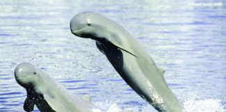 The Bureau of Fisheries and Aquatic Resources highlights the precarious state of the critically endangered Irrawaddy dolphins in the Iloilo-Guimaras Strait during the launch of Fish Conservation Week 2026. With the resident population estimated at only 12 individuals, the agency is pushing stronger protection of their habitat alongside intensified efforts against illegal fishing and other threats to Western Visayas’ marine ecosystems. BFAR-6
