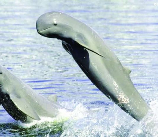 ONLY 12 DOLPHINS LEFT; Illegal fishing, habitat loss threaten to wipe out Iloilo-Guimaras Irrawaddy dolphins The Bureau of Fisheries and Aquatic Resources highlights the precarious state of the critically endangered Irrawaddy dolphins in the Iloilo-Guimaras Strait during the launch of Fish Conservation Week 2026. With the resident population estimated at only 12 individuals, the agency is pushing stronger protection of their habitat alongside intensified efforts against illegal fishing and other threats to Western Visayas’ marine ecosystems. BFAR-6