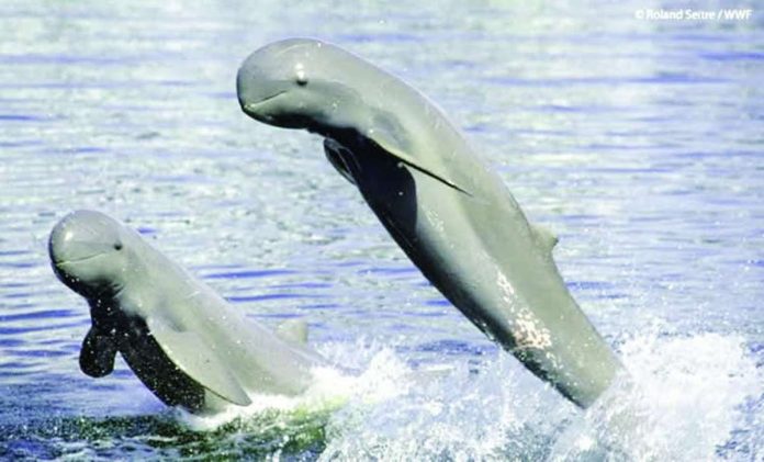 The Bureau of Fisheries and Aquatic Resources highlights the precarious state of the critically endangered Irrawaddy dolphins in the Iloilo-Guimaras Strait during the launch of Fish Conservation Week 2026. With the resident population estimated at only 12 individuals, the agency is pushing stronger protection of their habitat alongside intensified efforts against illegal fishing and other threats to Western Visayas’ marine ecosystems. BFAR-6