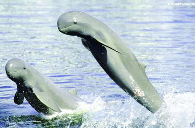ONLY 12 DOLPHINS LEFT; Illegal fishing, habitat loss threaten to wipe out Iloilo-Guimaras Irrawaddy dolphins The Bureau of Fisheries and Aquatic Resources highlights the precarious state of the critically endangered Irrawaddy dolphins in the Iloilo-Guimaras Strait during the launch of Fish Conservation Week 2026. With the resident population estimated at only 12 individuals, the agency is pushing stronger protection of their habitat alongside intensified efforts against illegal fishing and other threats to Western Visayas’ marine ecosystems. BFAR-6