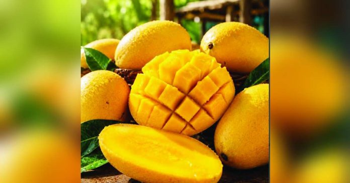The Philippine delegation, composed of local fruit producers and growers, marked the country's return to the Asia Fruit Logistica 2026 in Hong Kong after nearly a decade. The Department of Agriculture says the country’s high-value export crops remain among the most sought-after produce in international markets. GMA NEWS FILE PHOTO