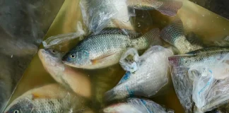 DA sets incentive rules for Kadiwa fish imports Photo courtesy of Camarines Norte Provincial Information Office