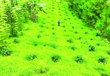 The Expanded National Greening Program provides livelihood opportunities for upland and lowland communities, including indigenous peoples, while encouraging their active participation in protecting and sustainably managing the country’s forests. Photo shows the National Greening Program in Bagong Buhay Producers Cooperative in General Santos City. SCREENSHOT FROM DENR VIDEO