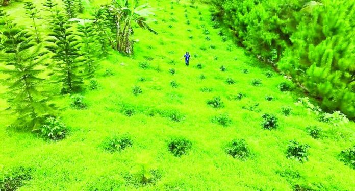 greening_program_compressed_resized The Expanded National Greening Program provides livelihood opportunities for upland and lowland communities, including indigenous peoples, while encouraging their active participation in protecting and sustainably managing the country’s forests. Photo shows the National Greening Program in Bagong Buhay Producers Cooperative in General Santos City. SCREENSHOT FROM DENR VIDEO