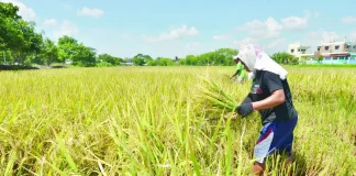 Iloilo Province sets P82-M emergency fund for water shortages, crop losses