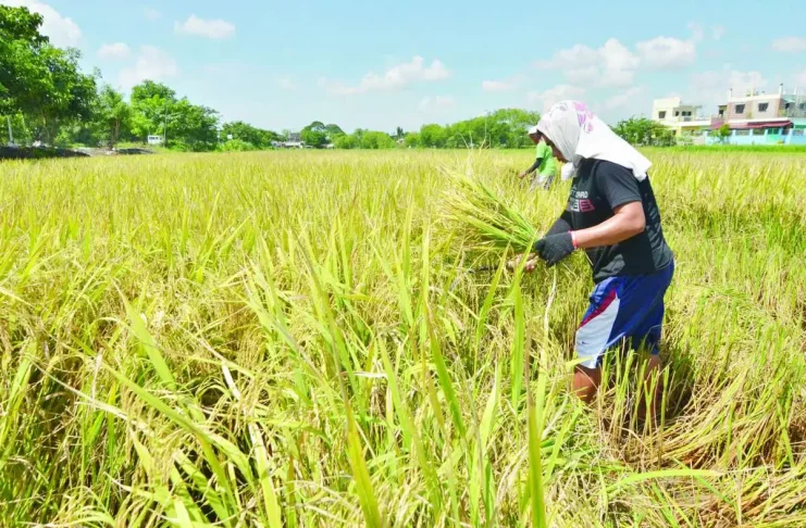 Iloilo Province sets P82-M emergency fund for water shortages, crop losses
