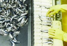 PH manufacturing staging comeback A workers sorts fishes on the production line of canned sardines inside a manufacturing plant in Santo Tomas, Batangas. PHOTO BY JAM STA ROSA / AFP