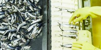 PH manufacturing staging comeback A workers sorts fishes on the production line of canned sardines inside a manufacturing plant in Santo Tomas, Batangas. PHOTO BY JAM STA ROSA / AFP