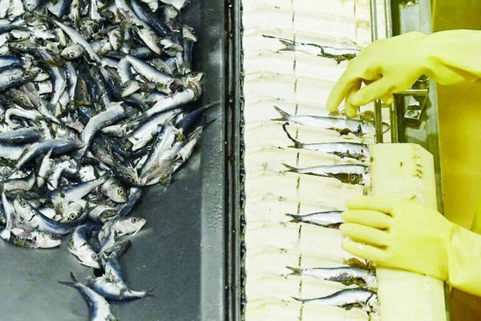 manufacturing_compressed_resized A workers sorts fishes on the production line of canned sardines inside a manufacturing plant in Santo Tomas, Batangas. PHOTO BY JAM STA ROSA / AFP