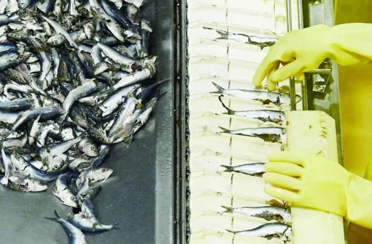 PH manufacturing staging comeback A workers sorts fishes on the production line of canned sardines inside a manufacturing plant in Santo Tomas, Batangas. PHOTO BY JAM STA ROSA / AFP