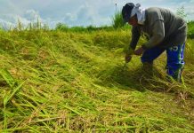 The resurgence of agriculture, forestry and fishing emerged as the biggest driver of Iloilo Province’s economic recovery, contributing 2.2 percentage points to its overall growth and underscoring the crucial role of the farming sector in sustaining Iloilo's economy, according to the Provincial Product Accounts released by the Philippine Statistics Authority. PN