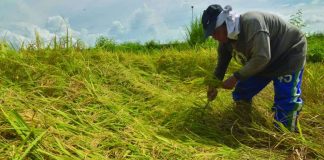 Agriculture fuels Iloilo Province’s economic rebound to P232 billion The resurgence of agriculture, forestry and fishing emerged as the biggest driver of Iloilo Province’s economic recovery, contributing 2.2 percentage points to its overall growth and underscoring the crucial role of the farming sector in sustaining Iloilo's economy, according to the Provincial Product Accounts released by the Philippine Statistics Authority. PN
