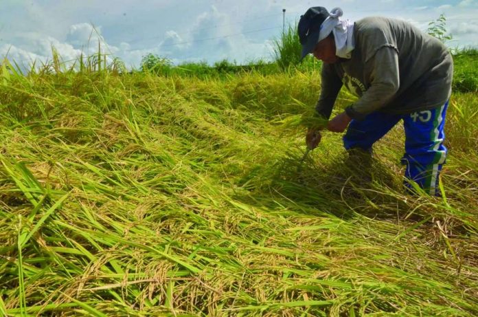 The resurgence of agriculture, forestry and fishing emerged as the biggest driver of Iloilo Province’s economic recovery, contributing 2.2 percentage points to its overall growth and underscoring the crucial role of the farming sector in sustaining Iloilo's economy, according to the Provincial Product Accounts released by the Philippine Statistics Authority. PN