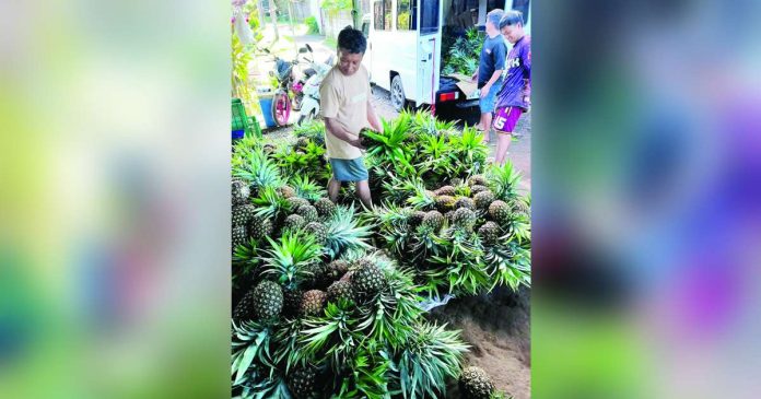 pineapple_compressed_superimposed The Philippines is the world’s second-largest exporter of pineapples for three consecutive years, holding a 22-percent market share. JEFFREY T. AMOR/FACEBOOK PHOTO