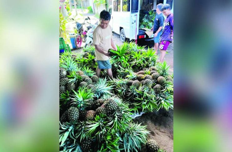 Philippine output boosts global pineapple trade The Philippines is the world’s second-largest exporter of pineapples for three consecutive years, holding a 22-percent market share. JEFFREY T. AMOR/FACEBOOK PHOTO