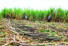 USDA lowers forecast on PH 2026-27 sugar production The United States Department of Agriculture Foreign Agricultural Service Manila forecasts the Philippines’ raw sugar production at 1.7 million metric tons (MMT) for marketing year (MY) 2026 to 2027 – 8 percent lower from the estimate of 1.85 MMT in MY 2025 to 2026. PCAARRD.DOST.GOV.PH PHOTO