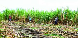 USDA lowers forecast on PH 2026-27 sugar production The United States Department of Agriculture Foreign Agricultural Service Manila forecasts the Philippines’ raw sugar production at 1.7 million metric tons (MMT) for marketing year (MY) 2026 to 2027 – 8 percent lower from the estimate of 1.85 MMT in MY 2025 to 2026. PCAARRD.DOST.GOV.PH PHOTO