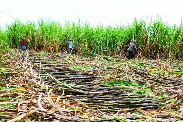 sugar_production_compressed_resized The United States Department of Agriculture Foreign Agricultural Service Manila forecasts the Philippines’ raw sugar production at 1.7 million metric tons (MMT) for marketing year (MY) 2026 to 2027 – 8 percent lower from the estimate of 1.85 MMT in MY 2025 to 2026. PCAARRD.DOST.GOV.PH PHOTO