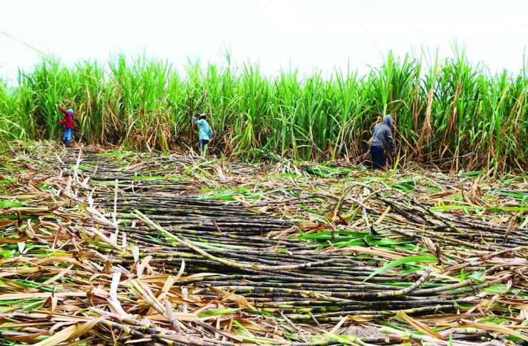 USDA lowers forecast on PH 2026-27 sugar production The United States Department of Agriculture Foreign Agricultural Service Manila forecasts the Philippines’ raw sugar production at 1.7 million metric tons (MMT) for marketing year (MY) 2026 to 2027 – 8 percent lower from the estimate of 1.85 MMT in MY 2025 to 2026. PCAARRD.DOST.GOV.PH PHOTO