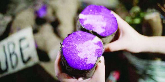 ube_expansion_copy_compressed_resized Ube is offered for sale at the Balintawak Market in Quezon City. The Department of Agriculture says 10 ube varieties have been identified for large-scale production. JESSICA BARTOLOME/ GMA NEWS FILE PHOTO