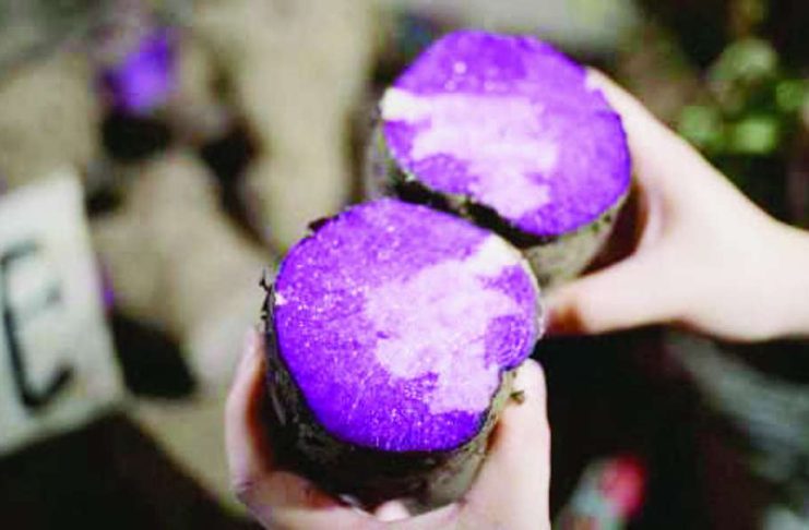 P300-M budget sought for ube production expansion Ube is offered for sale at the Balintawak Market in Quezon City. The Department of Agriculture says 10 ube varieties have been identified for large-scale production. JESSICA BARTOLOME/ GMA NEWS FILE PHOTO